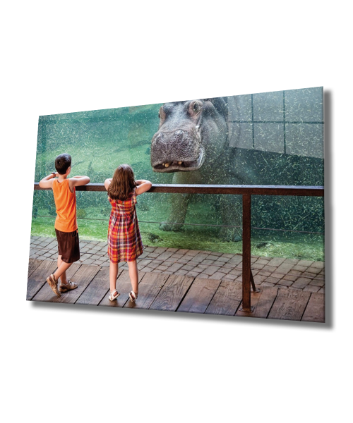 Hayvanat Bahçesi Cam Tablo  4mm Dayanıklı Temperli Cam, Zoo Glass Wall Art