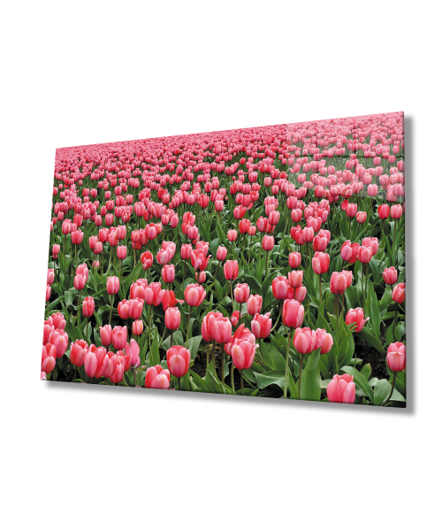 Pembe Lale Çiçek  Cam Tablo  4mm Dayanıklı Temperli Cam Pink Tulip Flower Glass Wall Art
