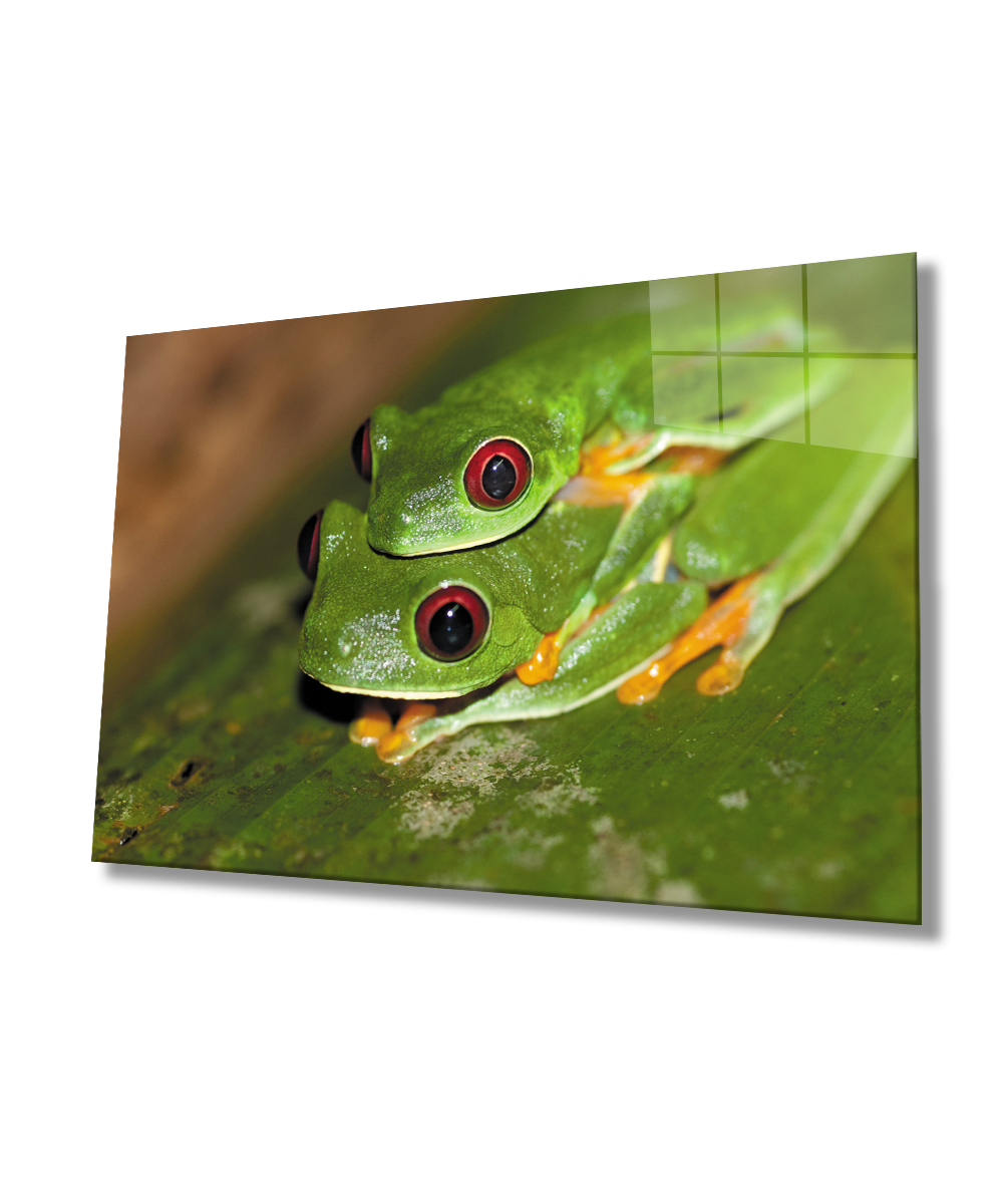 Yeşil Kurbağalar Cam Tablo  4mm Dayanıklı Temperli Cam