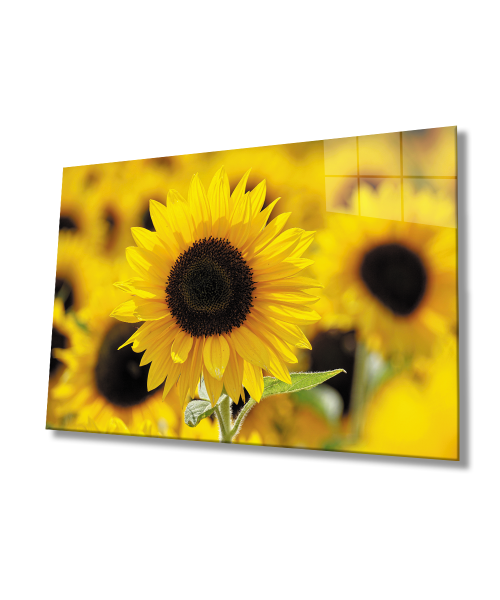 Ayçiçeği Cam Tablo  4mm Dayanıklı Temperli Cam Sunflower Glass Wall Art