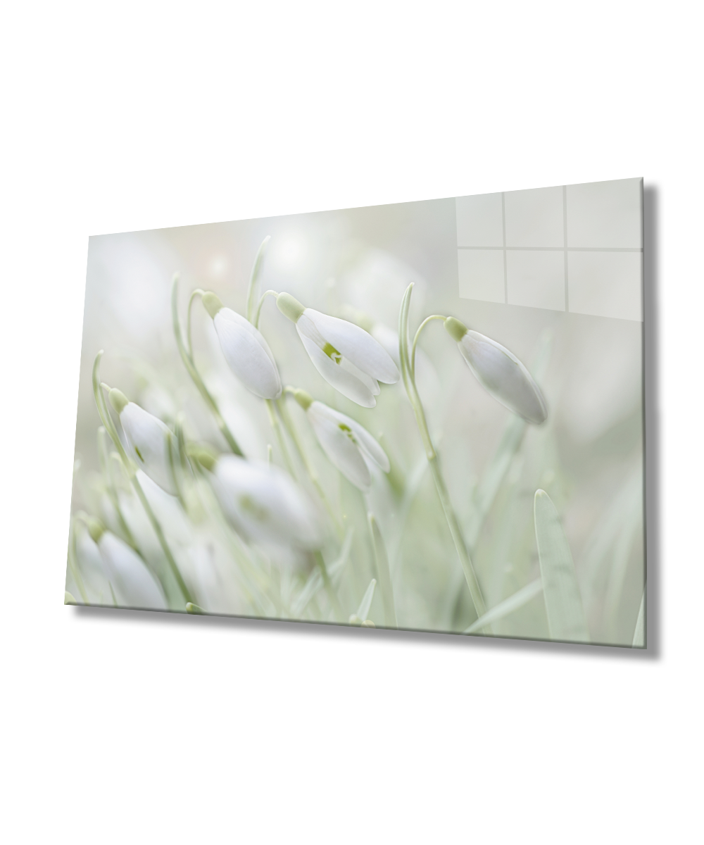 Kardelen Çiçeği Cam Tablo  4mm Dayanıklı Temperli Cam Snowdrop Flower Glass Wall Art