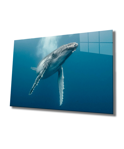 Sualtı Hayatı Cam Tablo  4mm Dayanıklı Temperli Cam, Marine Life Glass Wall Art