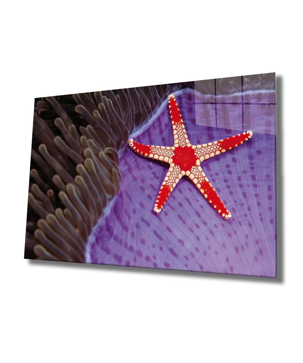 Deniz Yıldızı Cam Tablo  4mm Dayanıklı Temperli Cam, Starfish Glass Wall Art