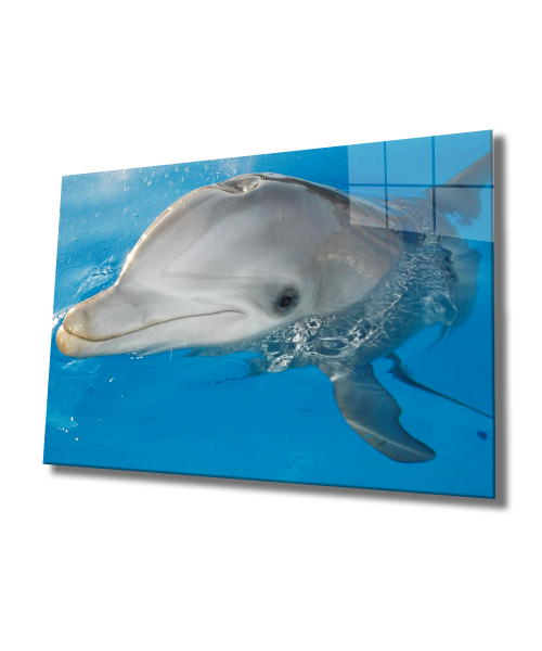 Yunus Balığı Cam Tablo  4mm Dayanıklı Temperli Cam, Dolphin Glass Wall Art