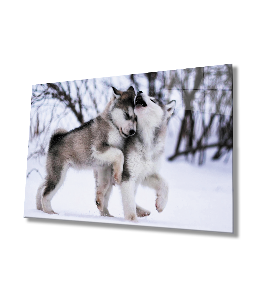 Kurt Köpeği Cam Tablo  4mm Dayanıklı Temperli Cam