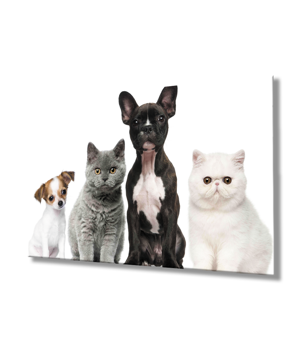 Kediler ve Köpekler Cam Tablo  4mm Dayanıklı Temperli Cam