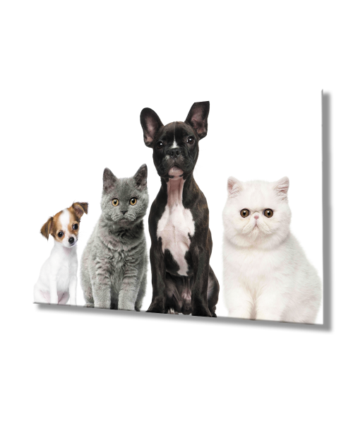 Kediler ve Köpekler Cam Tablo  4mm Dayanıklı Temperli Cam