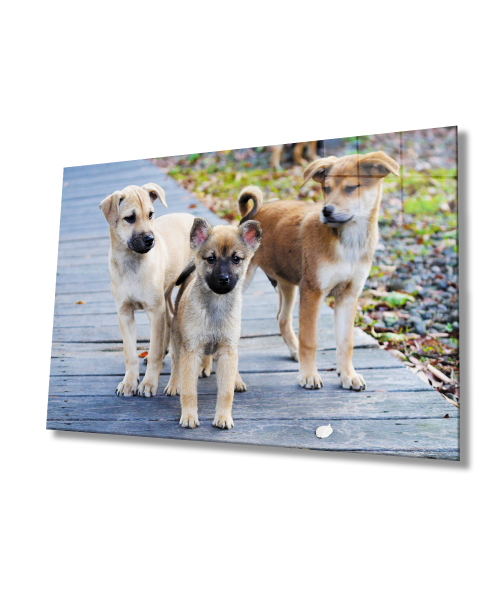 Köpekler  Cam Tablo  4mm Dayanıklı Temperli Cam
