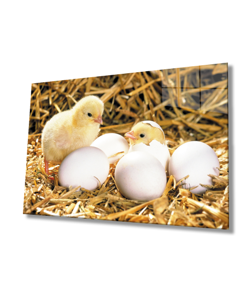 Yumurtalar Civcivler  Cam Tablo  4mm Dayanıklı Temperli Cam