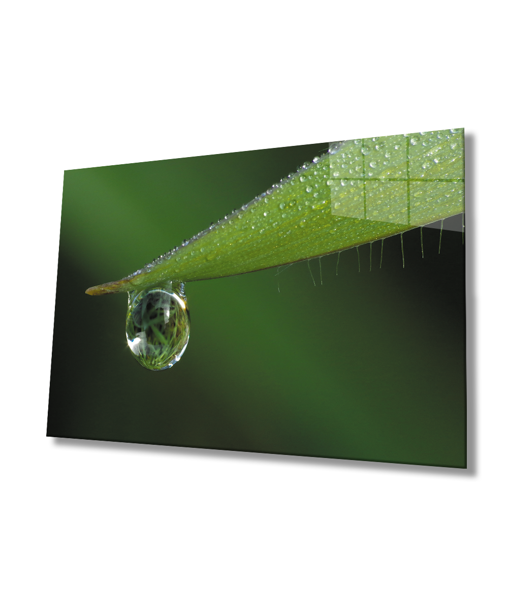 Su Damlası  Yeşil Yaprak  Cam Tablo  4mm Dayanıklı Temperli Cam Water Drop Green Leaf Glass Wall Decor