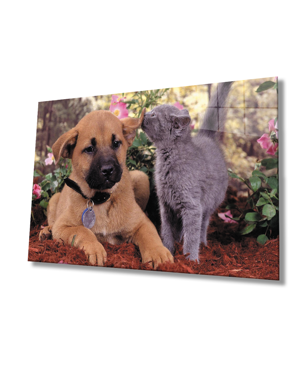 Kedi köpek Cam Tablo  4mm Dayanıklı Temperli Cam