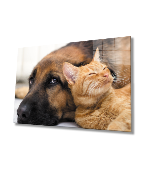 Kedi Köpek  Cam Tablo  4mm Dayanıklı Temperli Cam