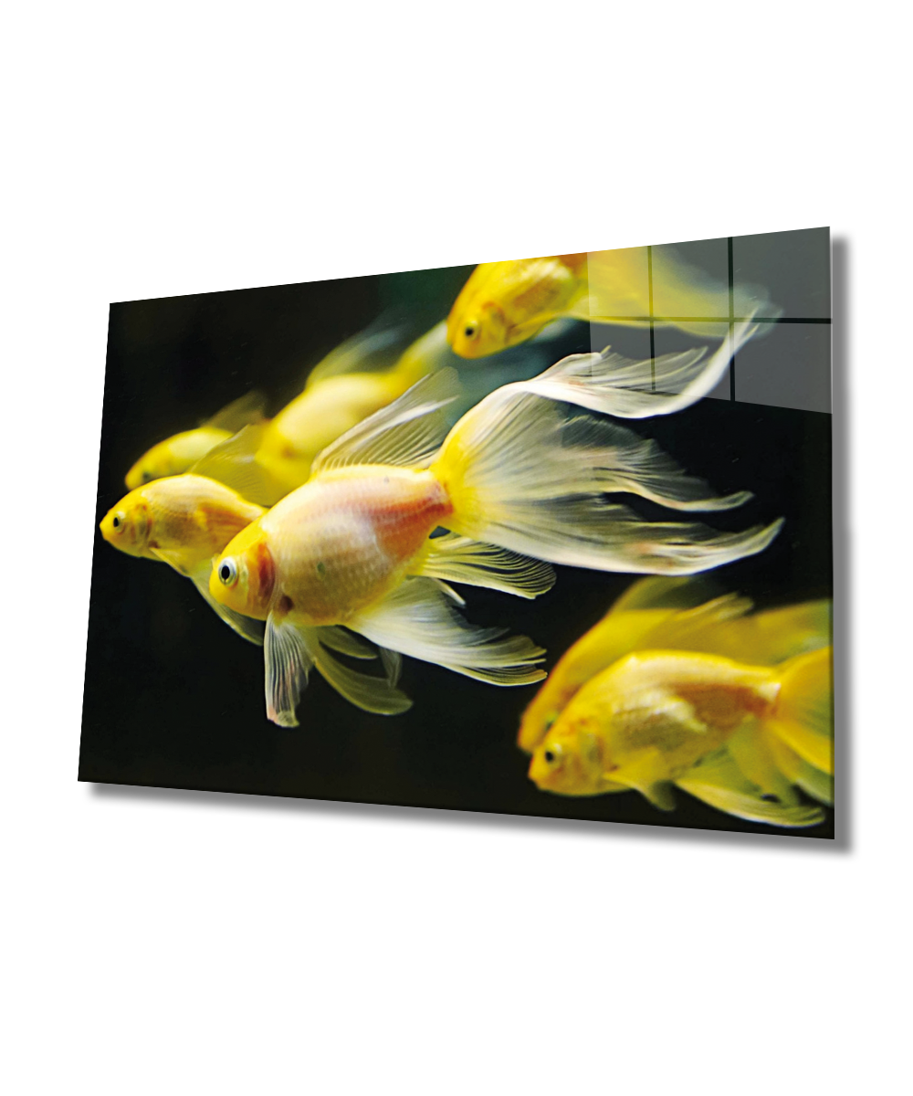 Sarı Balıklar Cam Tablo  4mm Dayanıklı Temperli Cam, Yellow Fishes Glass Wall Art