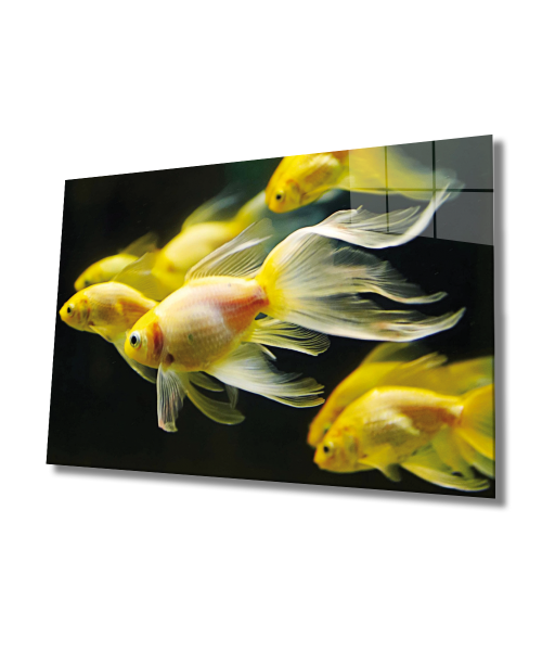 Sarı Balıklar Cam Tablo  4mm Dayanıklı Temperli Cam, Yellow Fishes Glass Wall Art