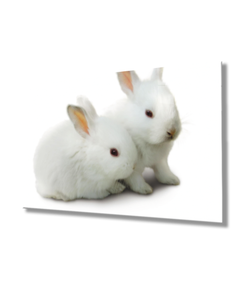 Beyaz Tavşanlar  Cam Tablo  4mm Dayanıklı Temperli Cam