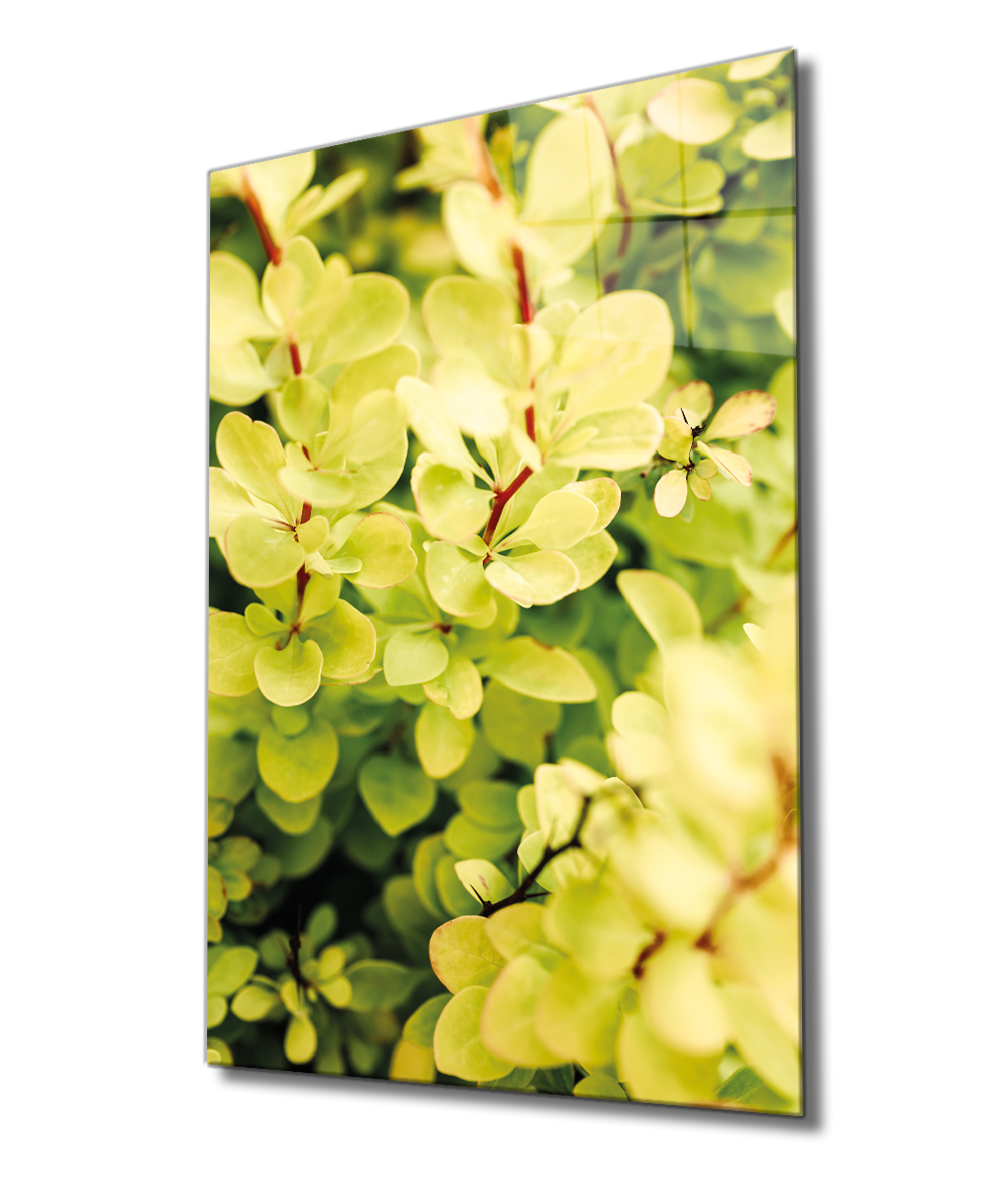 Sarı Yeşil Yapraklar Bitki Cam Tablo  4mm Dayanıklı Temperli Cam, Green Yellow Nature Glass Wall Decor