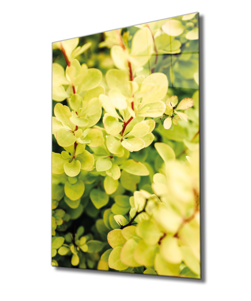 Sarı Yeşil Yapraklar Bitki Cam Tablo  4mm Dayanıklı Temperli Cam, Green Yellow Nature Glass Wall Decor