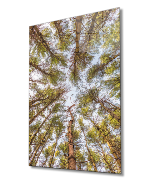 Ağaçlar Cam  Tablo 4mm Dayanıklı Temperli Cam Trees Glass Painting