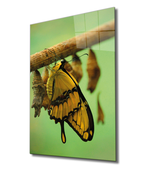 Sarı Kelebek Cam Tablo  4mm Dayanıklı Temperli Cam, Yellow Butterfly Glass Wall Decor