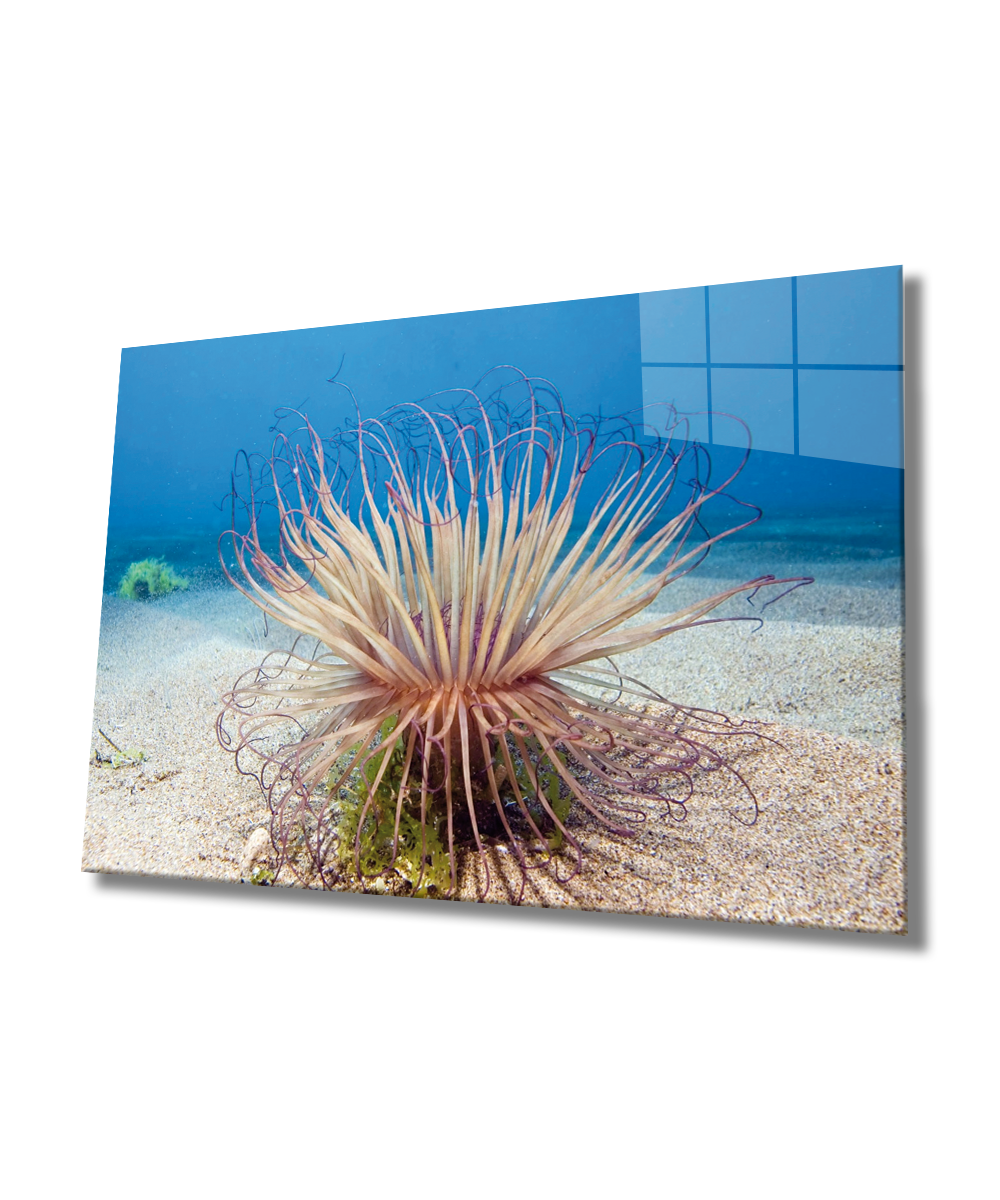 Sualtı Canlıları Cam Tablo  4mm Dayanıklı Temperli Cam, Marine Life Glass Wall Art