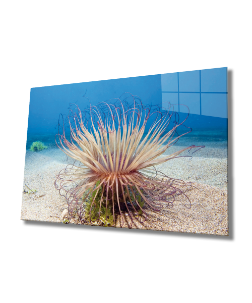 Sualtı Canlıları Cam Tablo  4mm Dayanıklı Temperli Cam, Marine Life Glass Wall Art