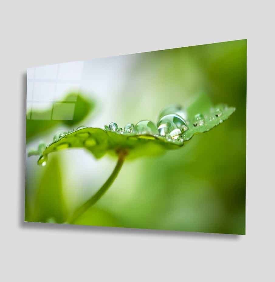 Su Damlaları Yeşil Yaprak  Cam Tablo  4mm Dayanıklı Temperli Cam Water Drop Green Leaf Glass Wall Art