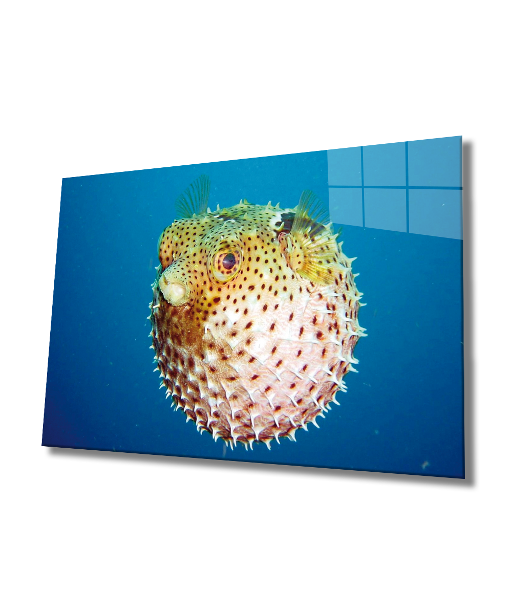 Fugu Balığı Cam Tablo  4mm Dayanıklı Temperli Cam, Fugu Glass Wall Art