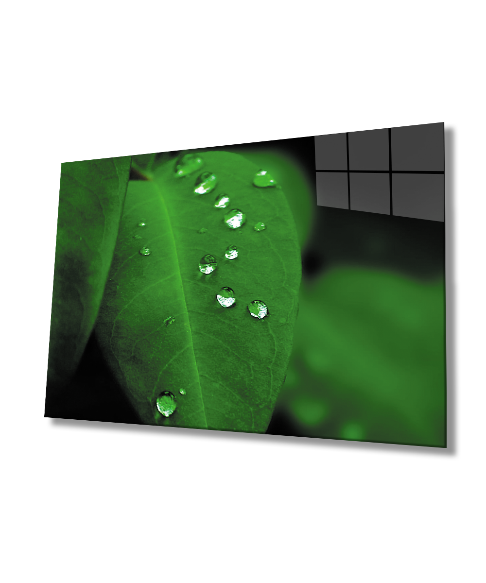 Su Damlaları Yeşil Yaprak Cam Tablo  4mm Dayanıklı Temperli Cam Water Drop Green Leaf Glass Wall Art