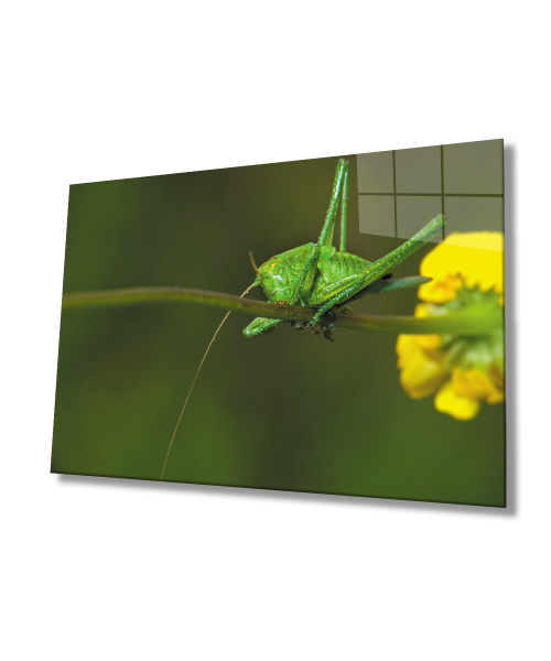 Sarı Çiçek Yeşil  Çekirge Cam Tablo  4mm Dayanıklı Temperli Cam Yellow Flower Green Grasshopper Glass Wall Art