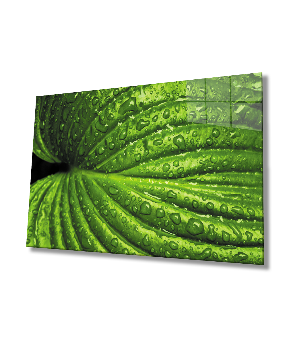 Su Damlaları Yeşil Yapraklar  Cam Tablo  4mm Dayanıklı Temperli Cam Water Drops Green Leaves Glass Wall Art