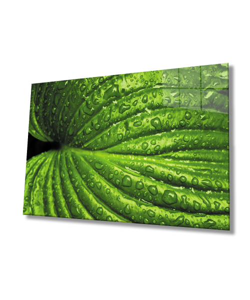 Su Damlaları Yeşil Yapraklar  Cam Tablo  4mm Dayanıklı Temperli Cam Water Drops Green Leaves Glass Wall Art