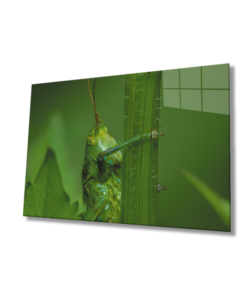 Yeşil Hayvan Çekirge Cam Tablo  4mm Dayanıklı Temperli Cam  Yeşil Hayvan Çekirge  Glass Wall Art