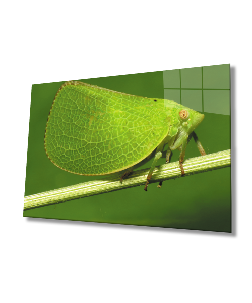 Yeşil Kelebek  Cam Tablo  4mm Dayanıklı Temperli Cam Green Butterfly Glass Wall Art
