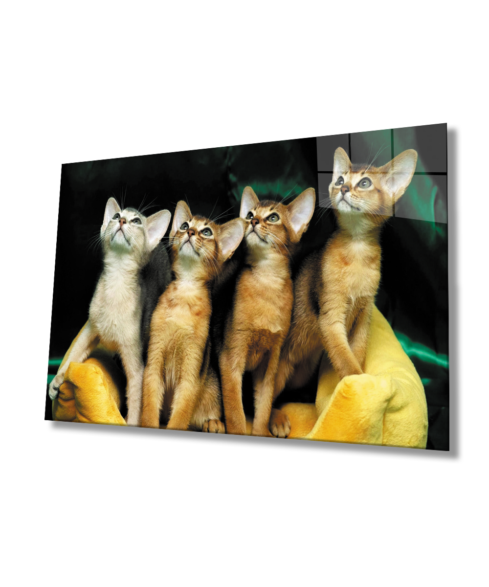 Kediler  Cam Tablo  4mm Dayanıklı Temperli Cam