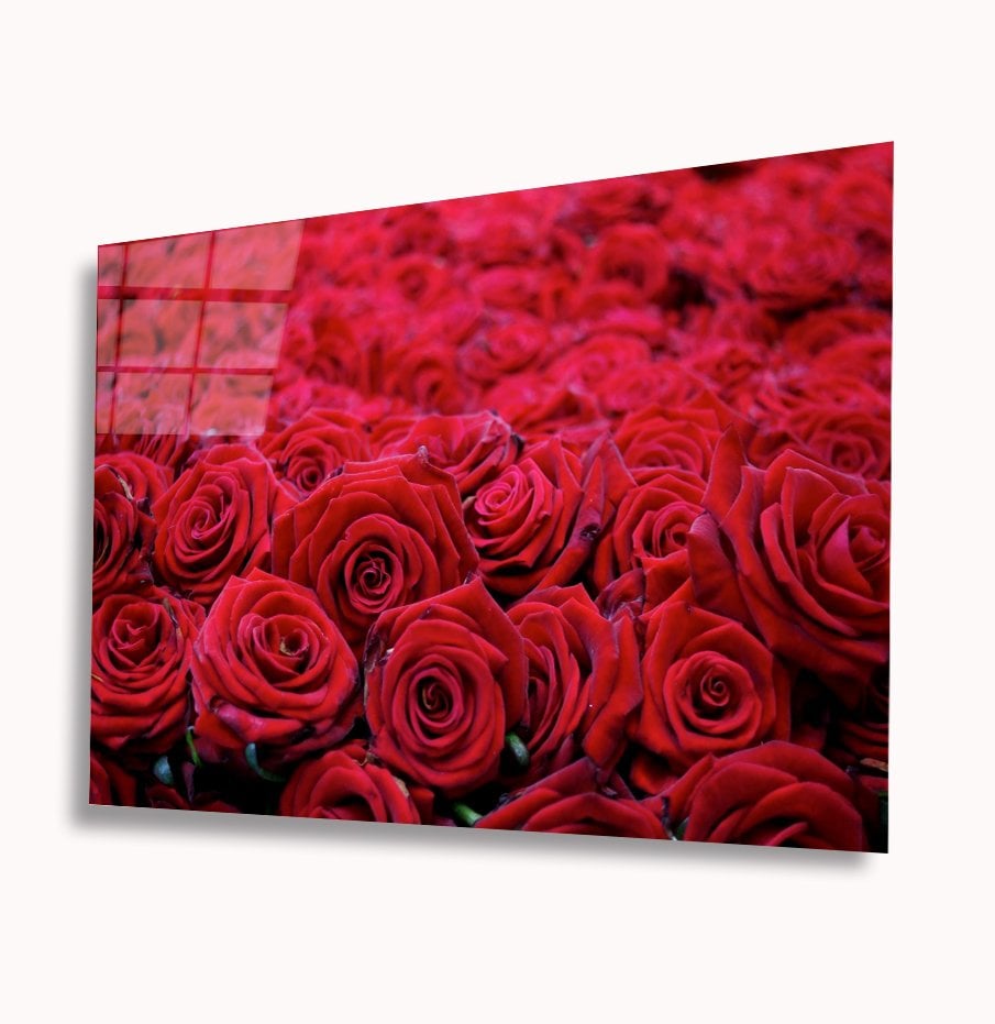 Kırmızı Güller Cam Tablo  4mm Dayanıklı Temperli Cam