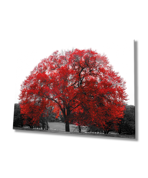 Kırmızı Ağaç Manzara Cam Tablo Hediyelik Büyük Tablo Ev Ofis Dekoru