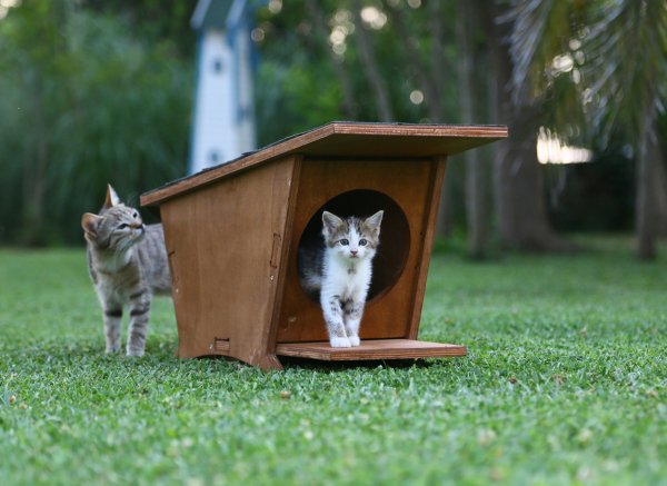 MANDU Ahşap Mini Kedi Evi (Yeni Doğan evi)