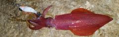 DTD Red Shrimp 3.0 Red Glow Sinking Speed 90 mm 14.3 gr Kalamar Zokası
