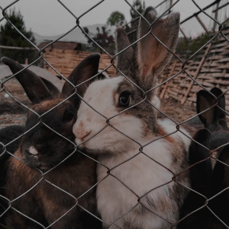 Rabbit Fencing & Netting, Galvanised Steel Rabbit Proof Fencing