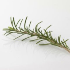 Focus Aromaterapi Roll On 10ml