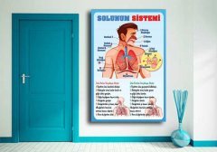 Solunum Sistemi Okul Posteri
