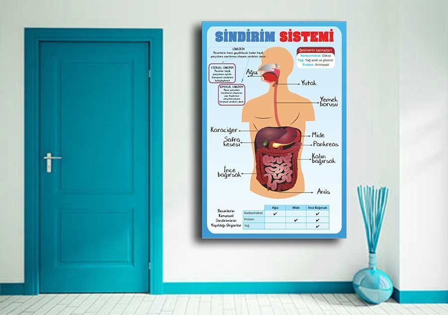 Sindirim Sistemi Okul Posteri