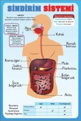 Sindirim Sistemi Okul Posteri