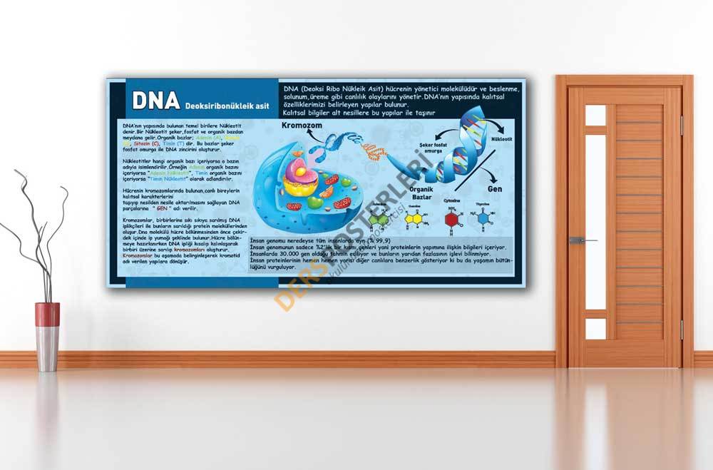 DNA Yapısı Özellikleri Okul Posteri