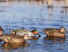 GreenHead Gear Kirik Mühresi