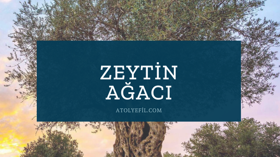 Zeytin Ağacı