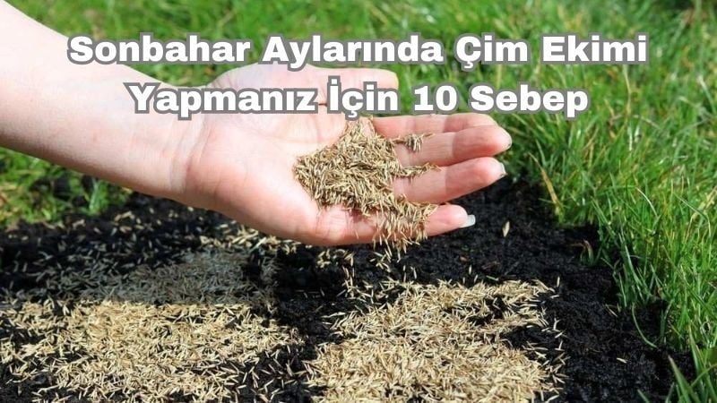 Sonbahar Aylarında Çim Ekimi Yapmanız İçin 10 Sebep