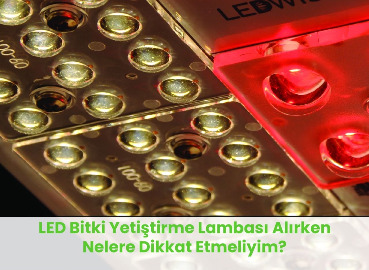 LED Bitki Yetiştirme Lambası Alırken Nelere Dikkat Etmeliyim?