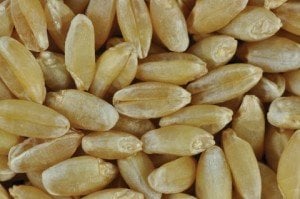Tosunbey Ekmeklik Buğday Tohumu (Sertifikalı) 25 Kg