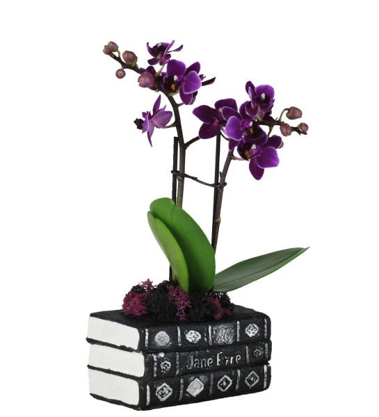 Siyah Kitap Saksıda Mini Orkide Bahçesi